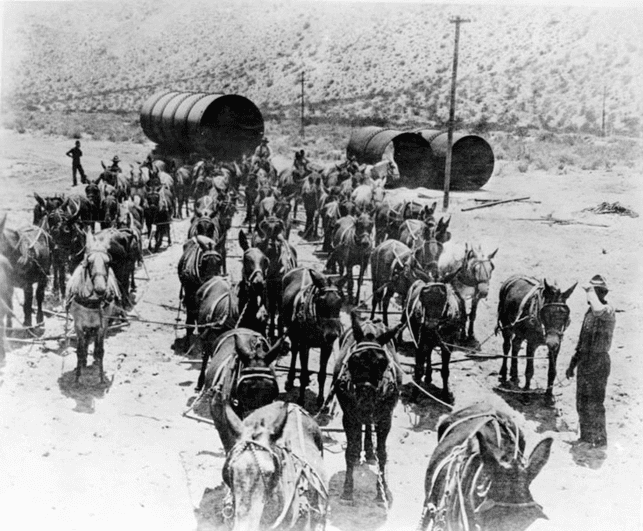 (1912)* - Transportation was largely by mule power when the Los Angeles Aqueduct was under construction. This photo shows a 52-mule team hauling sections of aqueduct pipe. Work on the aqueduct was started on September 20, 1907.