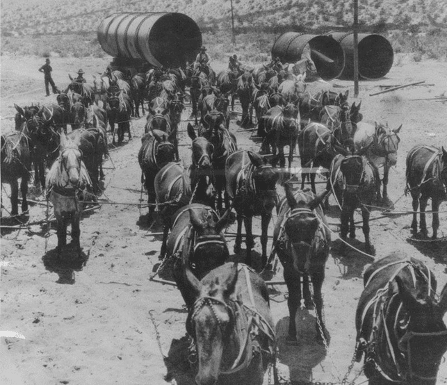 (1912)* - Transportation was largely by mule power when the Los Angeles Aqueduct was under construction. This photo shows a 52-mule team hauling sections of aqueduct pipe to the Jawbone Siphon.