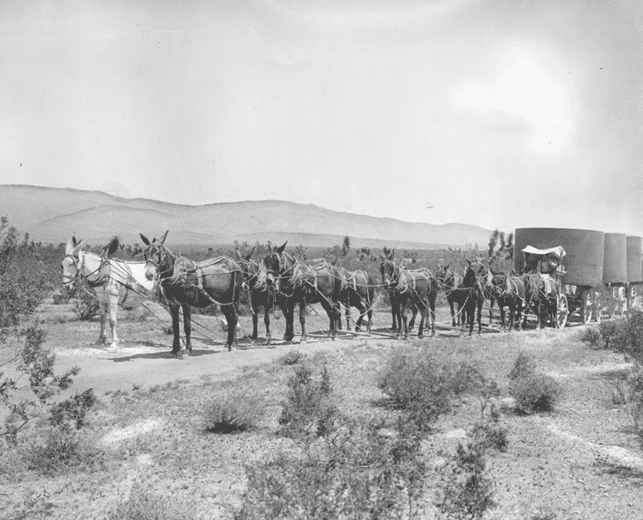 (ca. 1910)* - Mule team hauling materials to build the Los Angeles Aqueduct. The roadless territory spanned by the $24,500,000 water system was too tough for the automotive travel of that era.
