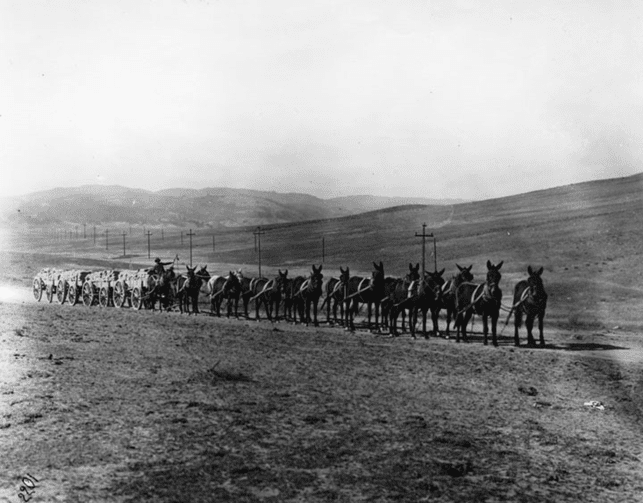 (ca. 1912)* - A 16-mule team hauling bags of cement produced at the Monolith plant in the Tehachapi Mountains.