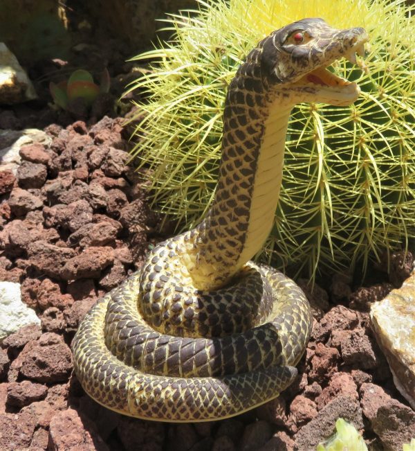 OUTDOOR RATTLESNAKE STATUE